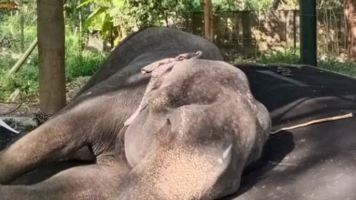 Sweet Dreams for Guruvayur Elephant Nandini