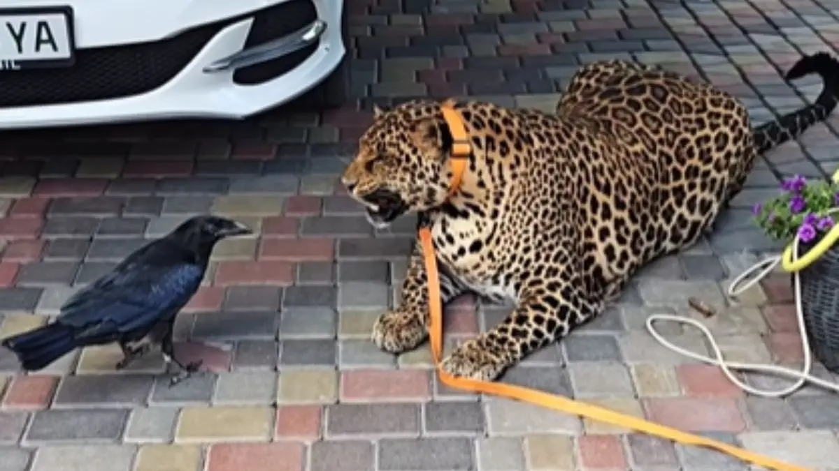 A crow took the wind out of the Jaguar's lungs