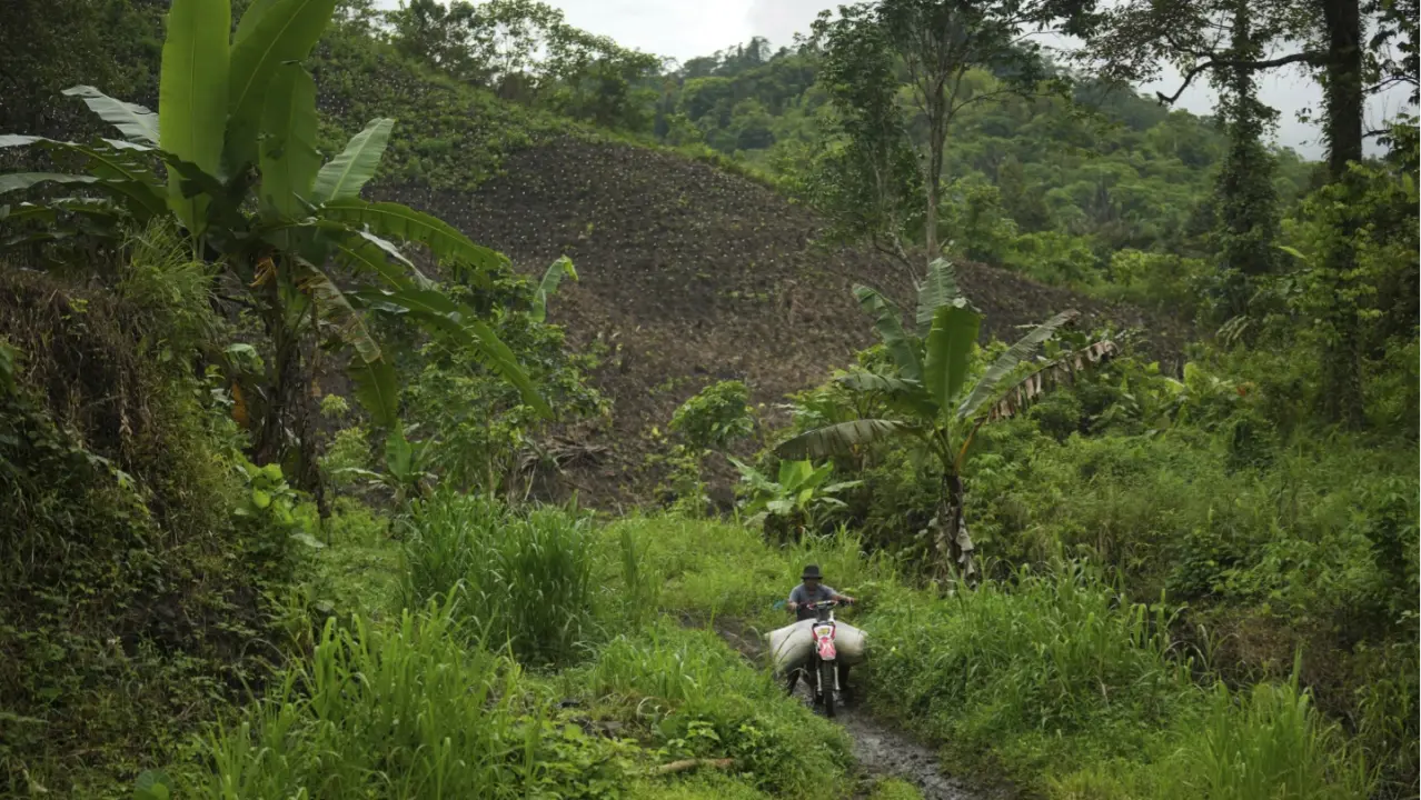 A farmer uses a motorcycle to transport a sack of dried patchouli as a newly opened patchouli farm is seen in the background in Simboro, West Sulawesi, Indonesia, Thursday, Feb. 27, 2025.