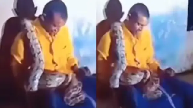 Viral Video Shows Python Coils Around Drunk Man In Andhra Pradesh | Watch A giant python