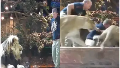 Watch: Lion Attacks Zookeeper After Intense Eye Contact in Heart-Stopping Viral Video | Republic World