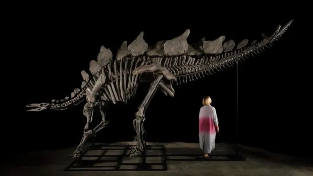 Stegosaurus Skeleton, Nicknamed 'Apex', Sold For Record $44.6m at US Auction A large dinosaur fossil was sold for $44.6 million at a Sotheby’s auction in New York City, setting a record for the highest price ever paid for any fossil