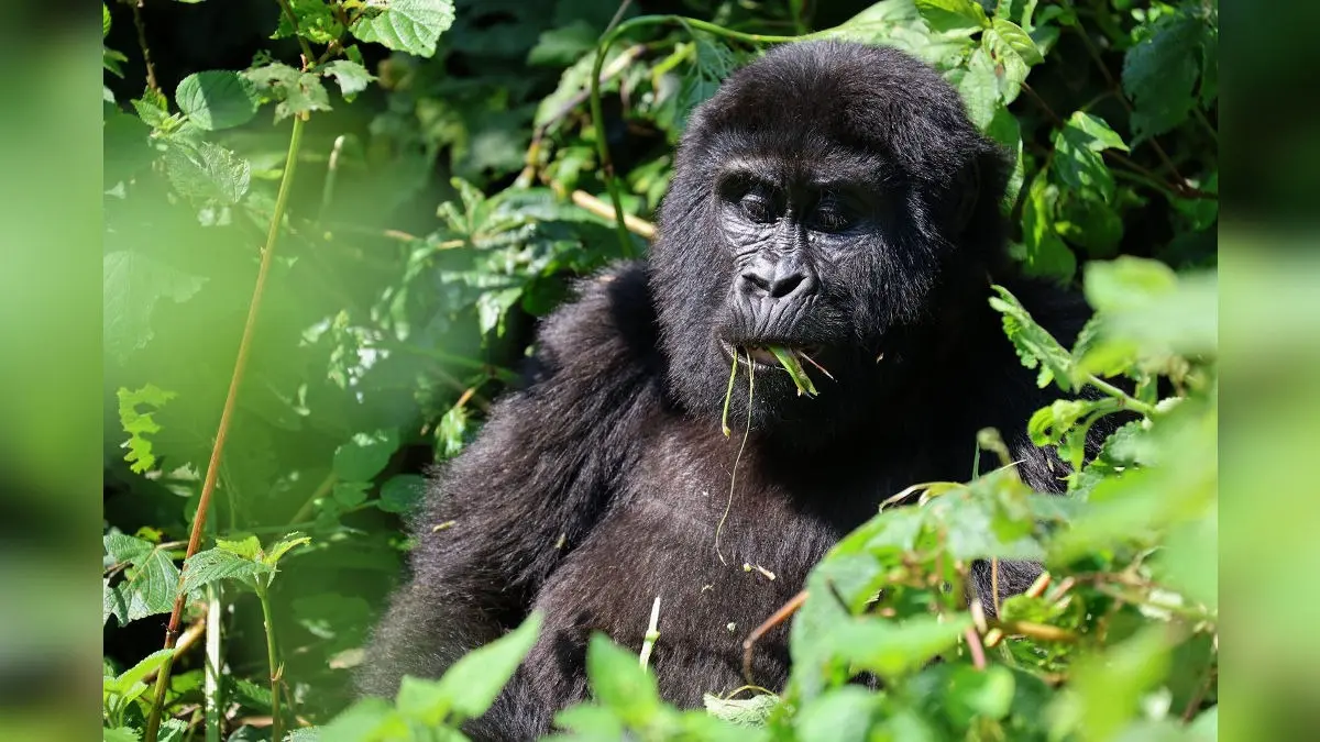 'Gorillas' DNA 98% Similar To That Of Humans': Facts To Know About The Great Apes On World Gorilla Day Today A mountain gorilla eats leaves in the forest of Bwindi Impenetrable National Park in southwestern Uganda.