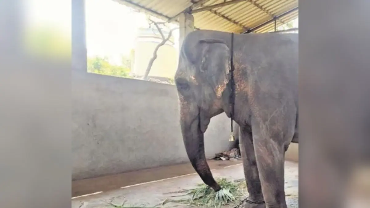 A New Beginning for Mahadevi: Vantara’s Unique Vision for Compassionate Elephant Care in Kolhapur