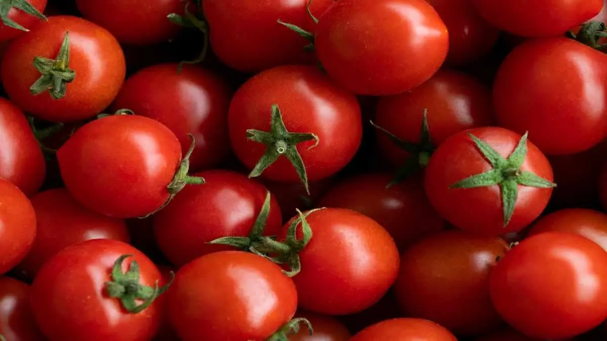 A recent viral video shows a farmer dipping freshly harvested tomatoes into a chemical solution.