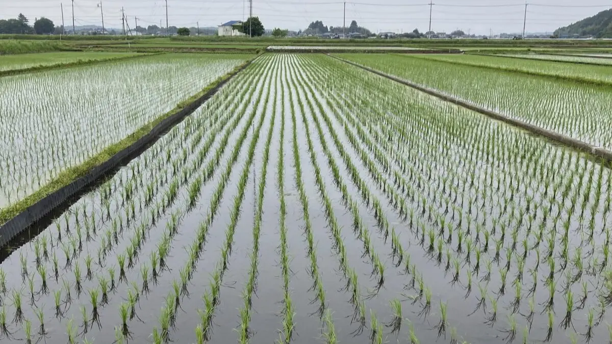 Trump Threatens Japan With Tariffs, Claims They Aren't Buying American Rice A rice field in Japan