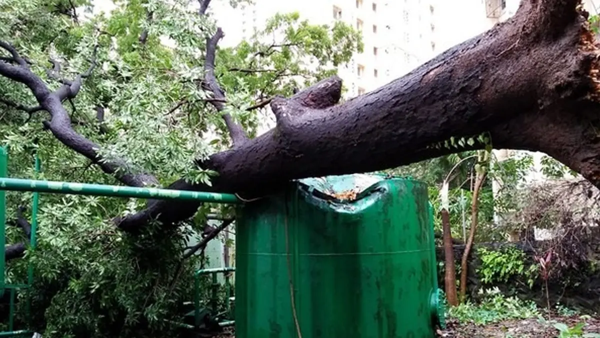 a tree fell on the house