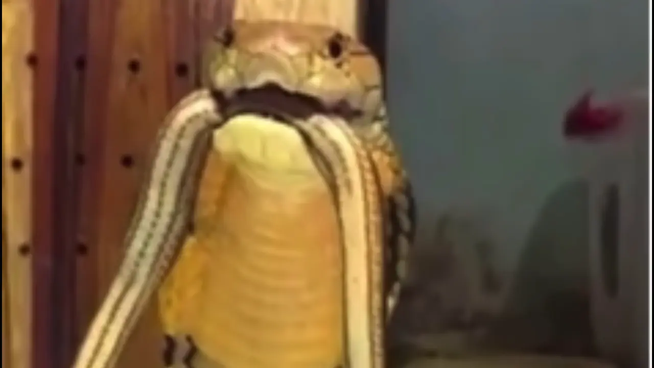 “A Turbocharged Cobra”: Viral Video Shows King Cobra Growling, Netizens React