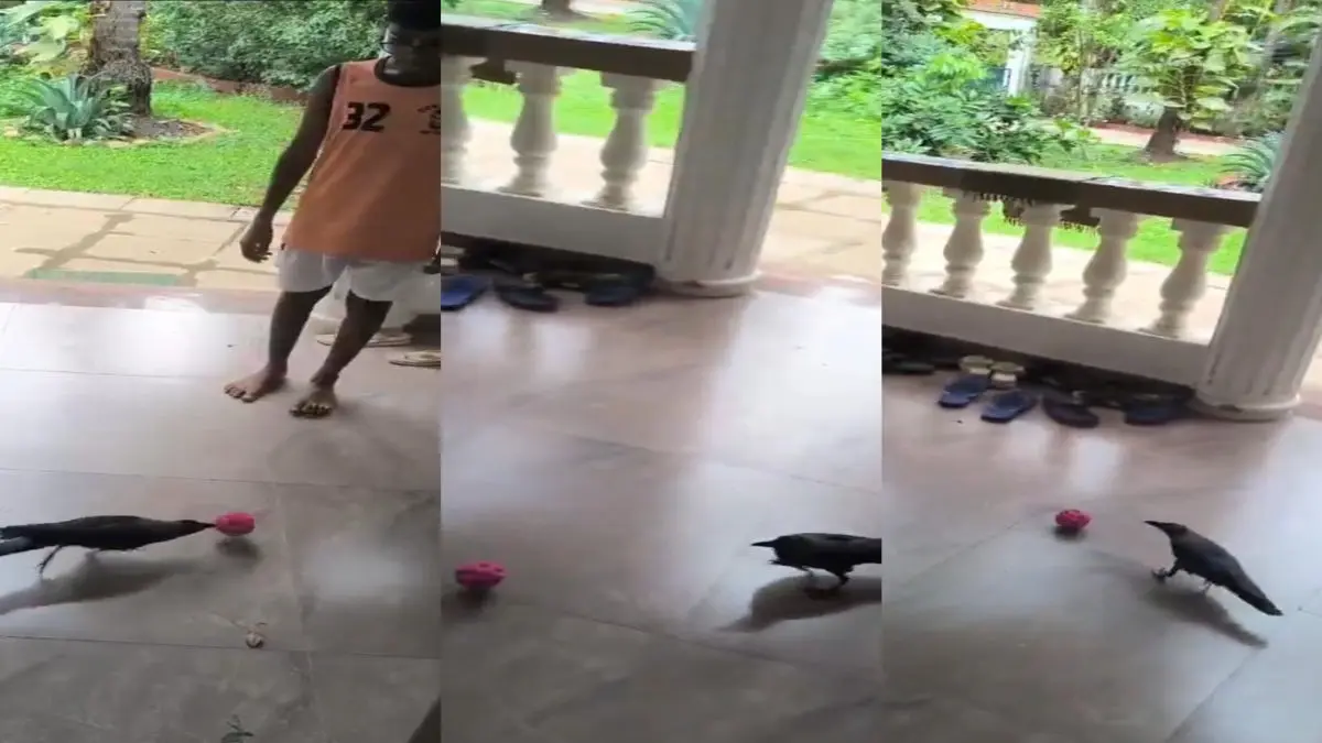 Watch: 'Crownaldo' In The House, Crow Plays Football With A Kid In Viral Video In the viral video, a crow is seen kicking a football with a child.