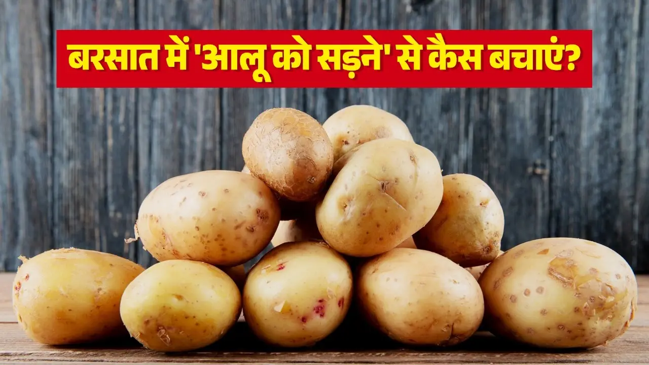 aalu ko sadne se kaise bachaye