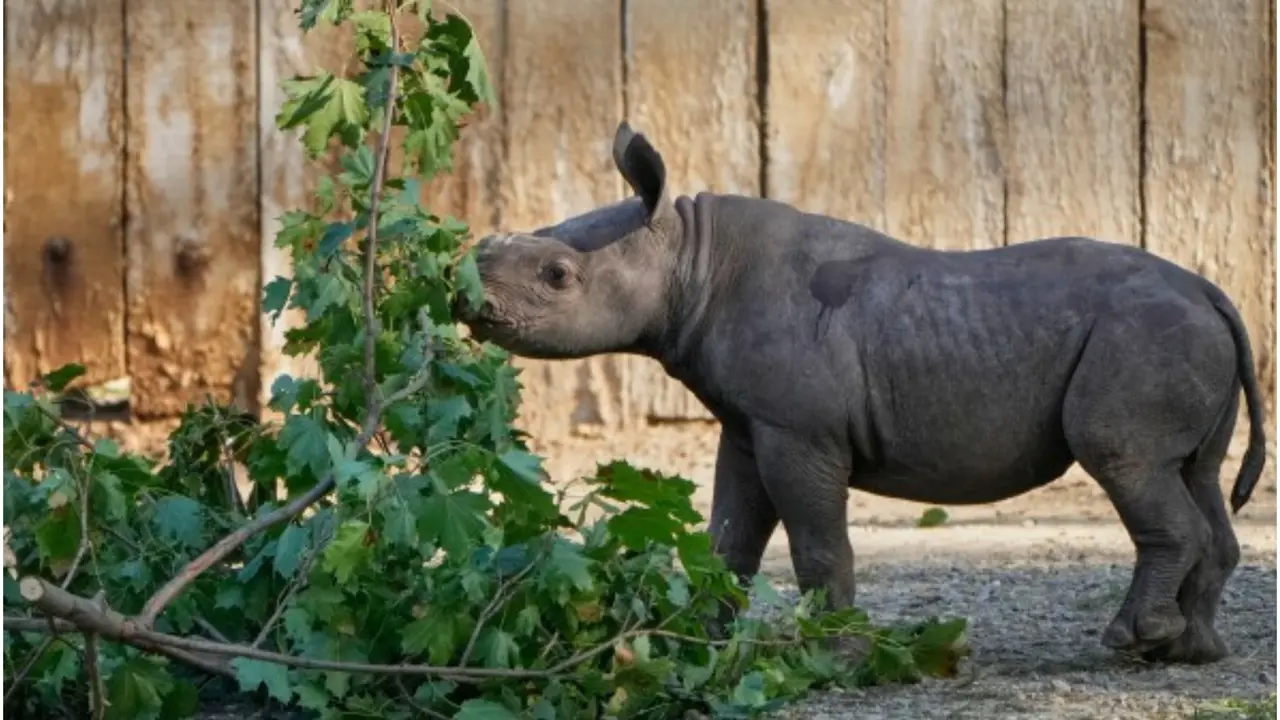 Adorable Baby Black Rhino Makes First Public Appearance at Cleveland Zoo