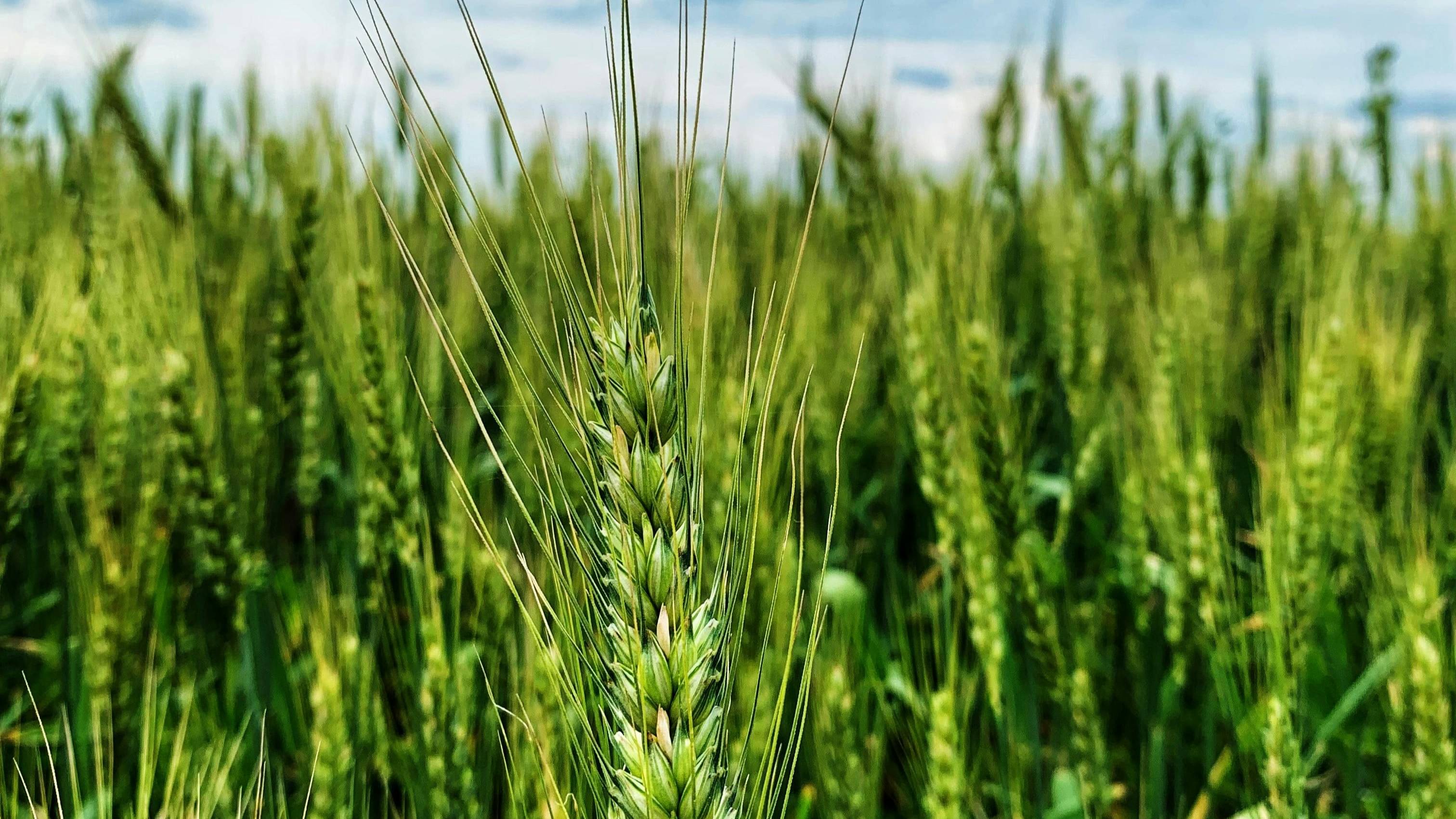 SBI announces initiatives to reduce risks in agricultural loans