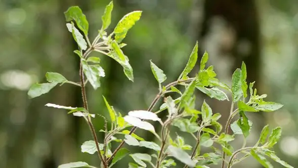 Description of the pic