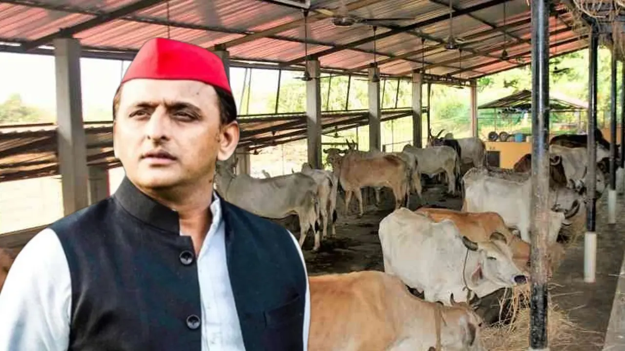 Akhilesh Yadav Cow Controversy