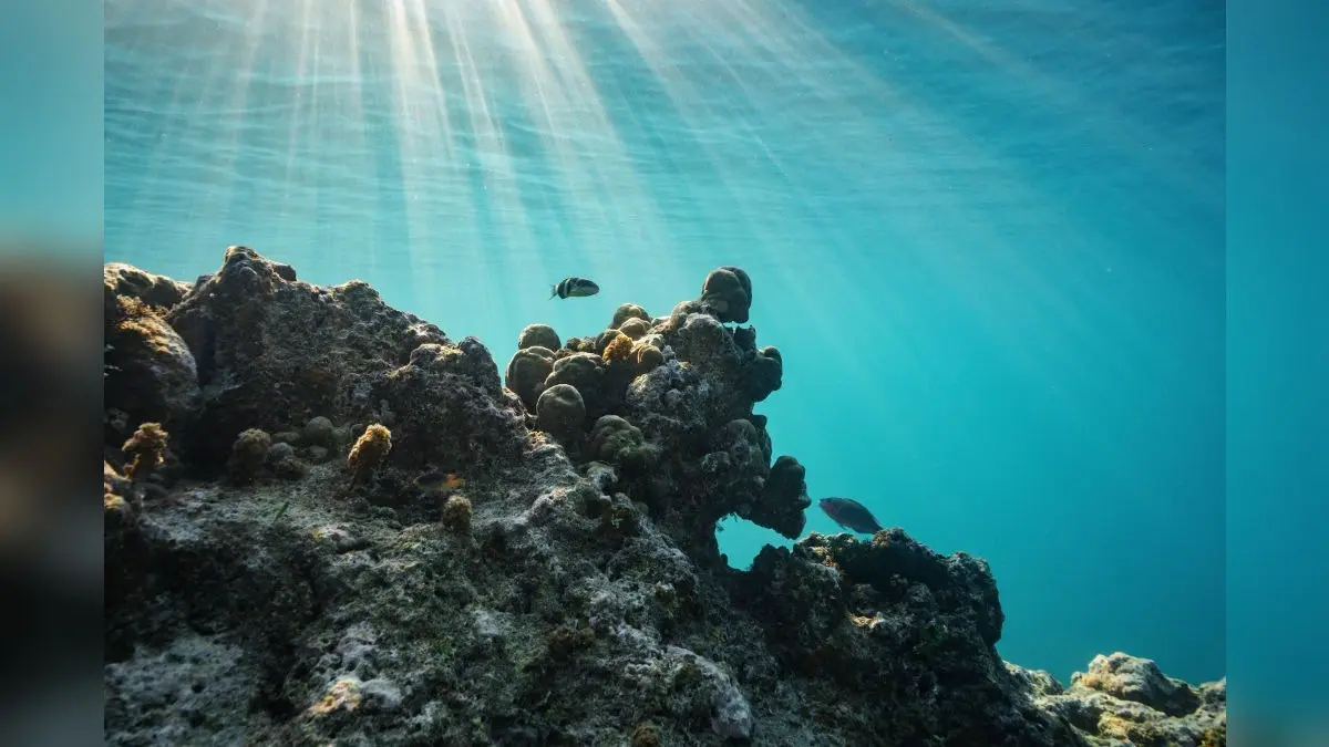 All You Need To Know About World’s First High Seas Treaty To Protect Marine Life All You Need To Know About World’s First High Seas Treaty To Protect Marine Life