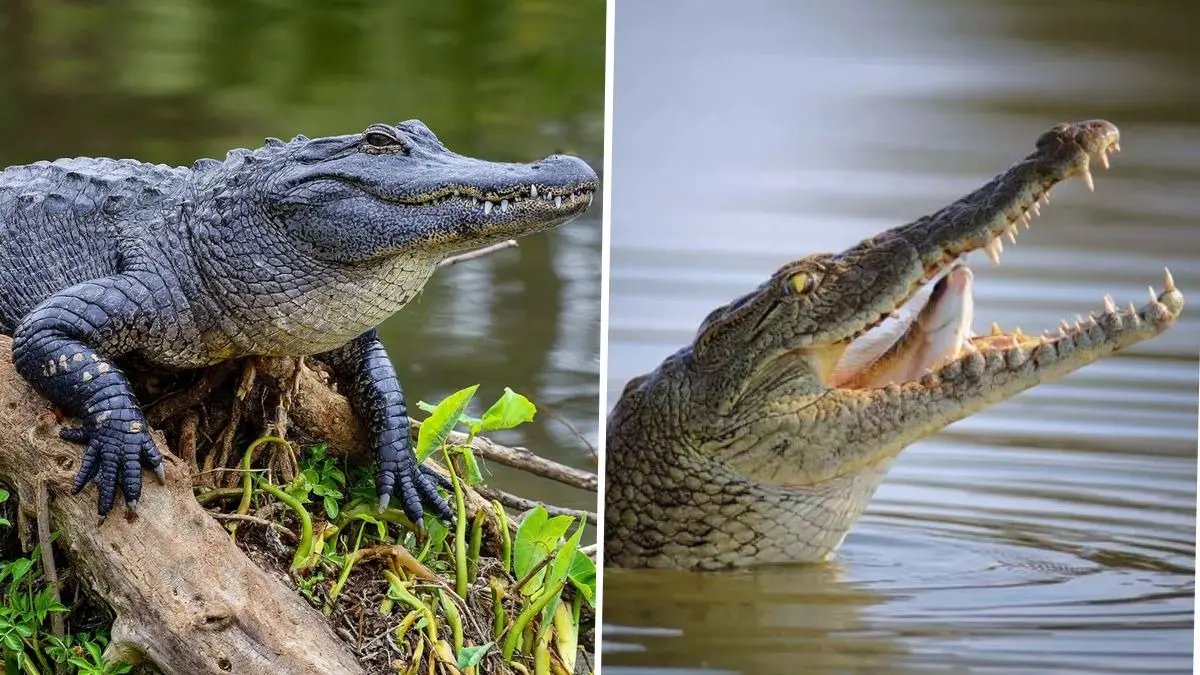 Alligator vs Crocodile