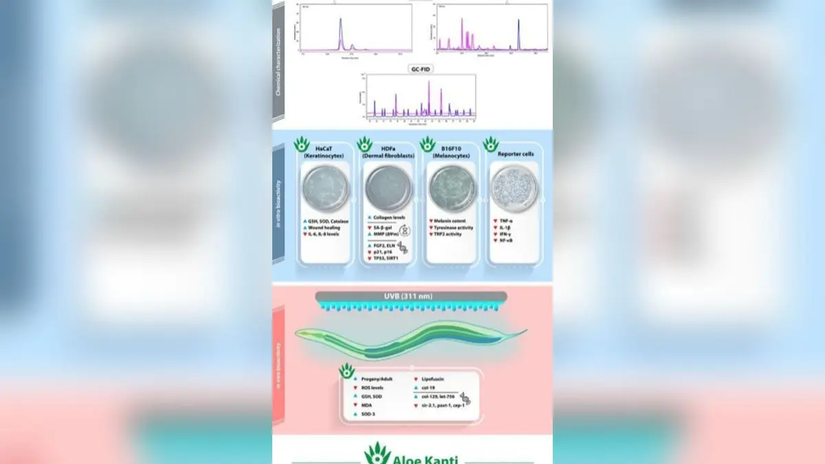 Aloe Kanti: A Natural Gel from Patanjali That Fights Photoaging at the Cellular Level