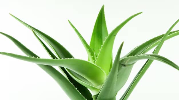 Description of the pic