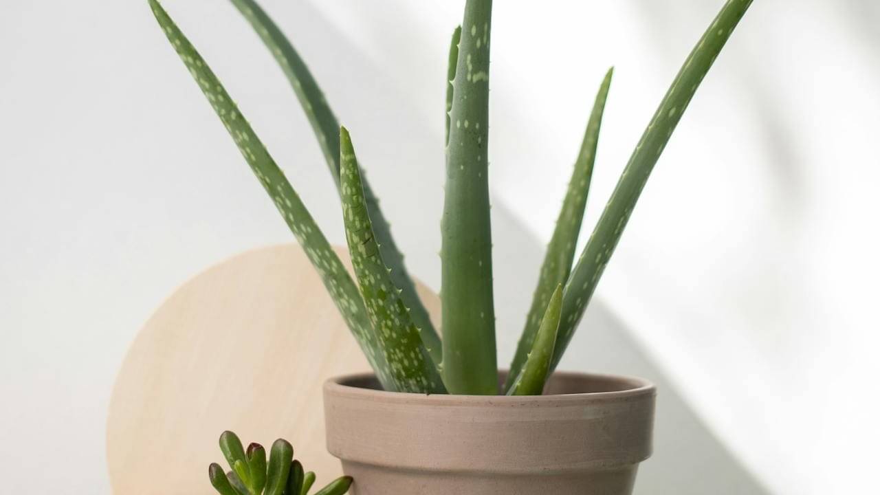 Description of the pic