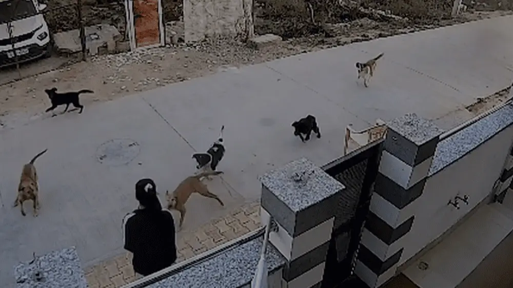 8-10 Dogs Attack 18-Year-Old Girl, Drags Her To Ground, Neighbours Rush To Rescue In Rajasthan's Alwar Alwar dog attack