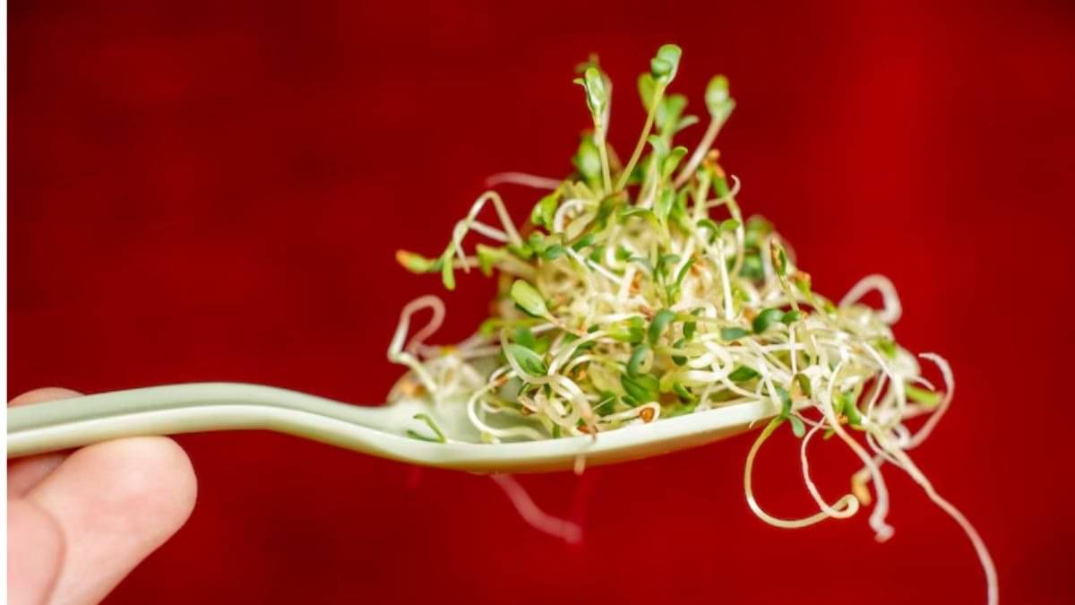 Description of the pic