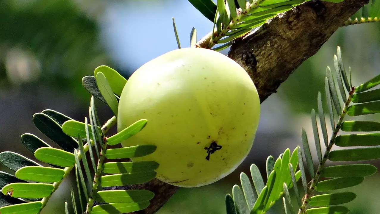 Description of the pic