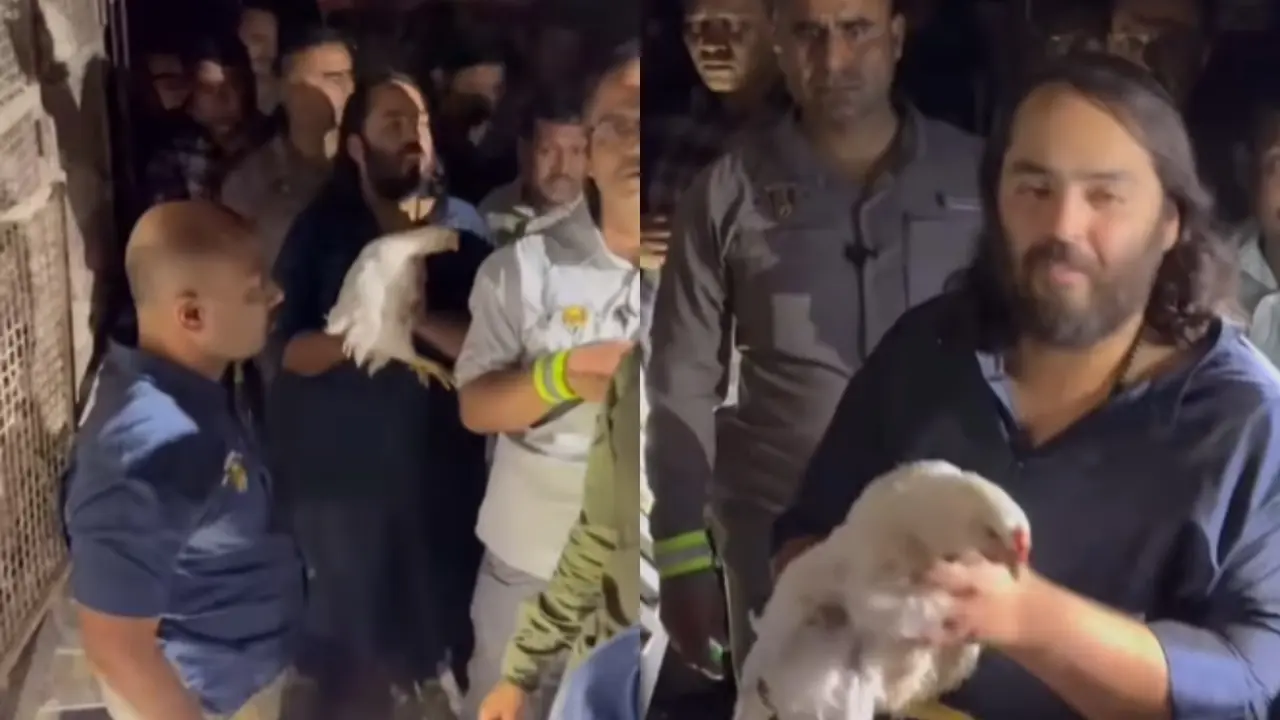 Anant Ambani Rescues Chicken During 'Padyatra' to Dwarka, Video Viral Anant Ambani during his Padyatra