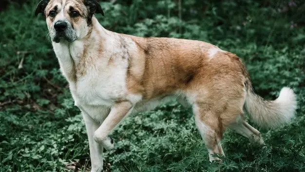 पालतू कुत्ते को लेकर विवाद: महिला ने पड़ोसियों से किया दुर्व्यवहार, बच्चों को पीटा; मामला दर्ज Dog