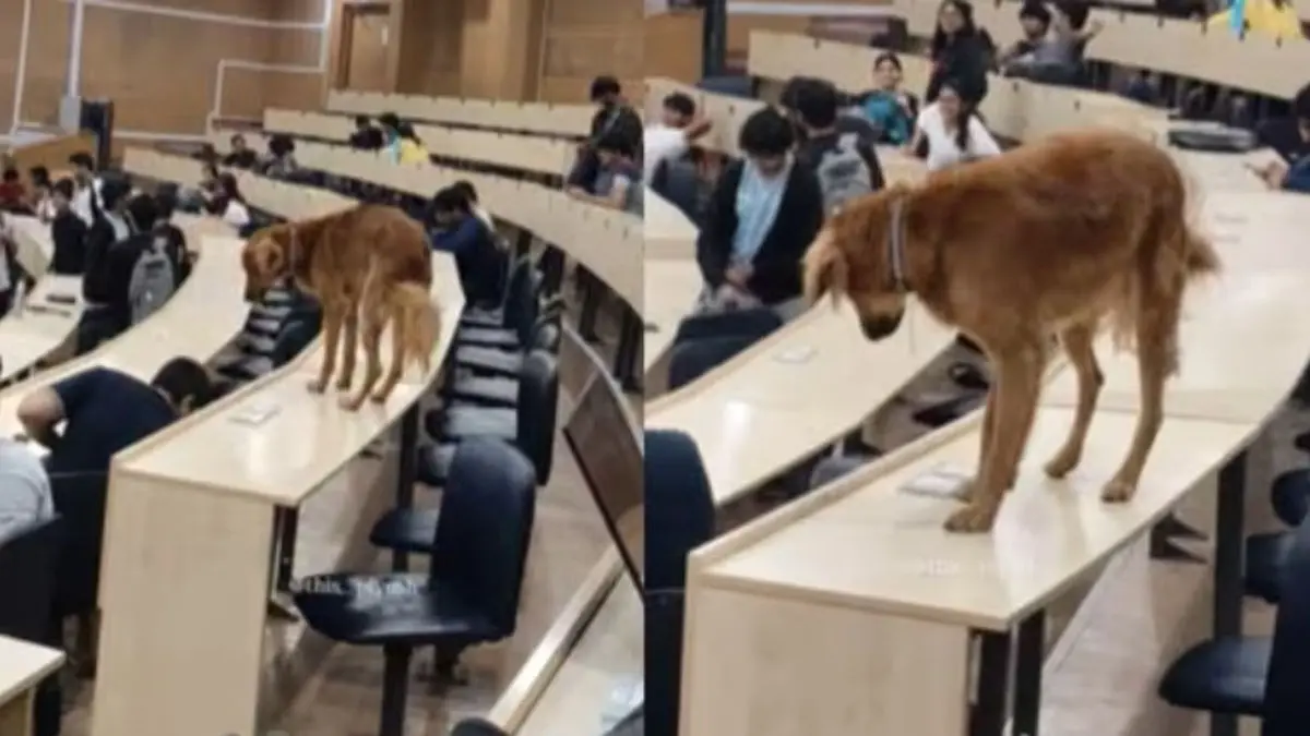 ‘Animal Quota Se Aaya Hai’: Dog Sits In IIT Bombay Classroom, Internet Laughs | WATCH ‘Animal Quota Se Aaya Hai’: Dog Sits In IIT Bombay Classroom, Internet Laughs | WATCH