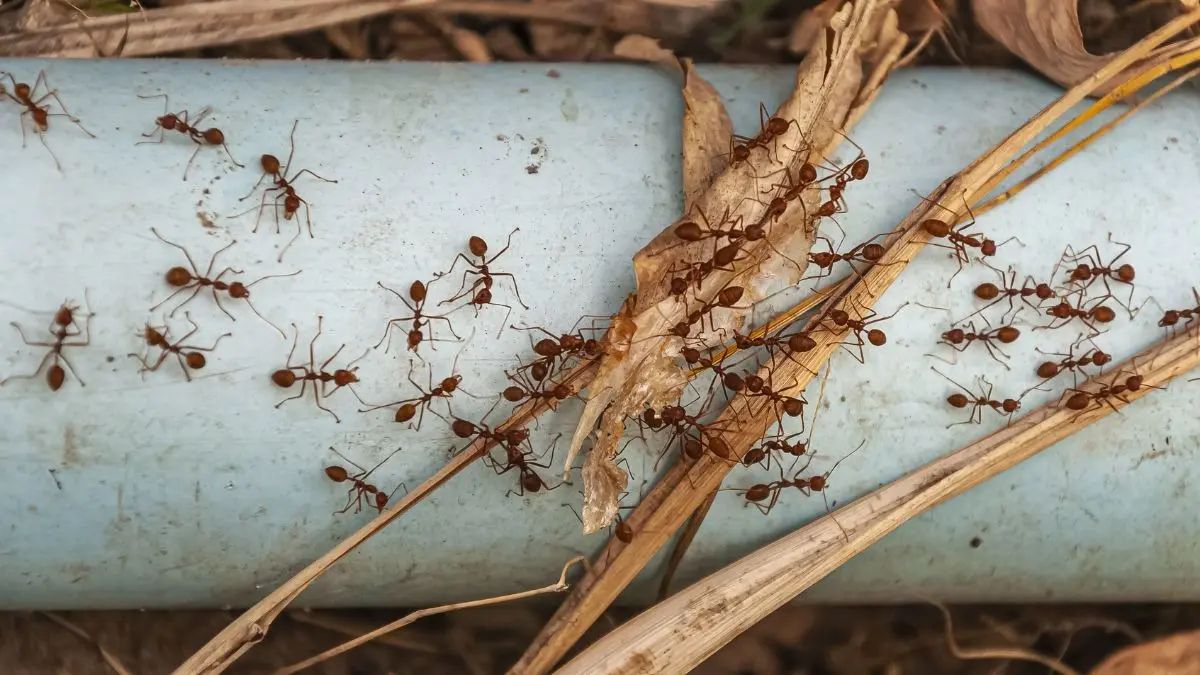 Red Ant Removal Tips: चींटियों का राज हो गया है आपके घर में तो परेशान नहीं हों, 30 सेकंड में 100% असरदार नुस्खे Red Ant Removal Tips