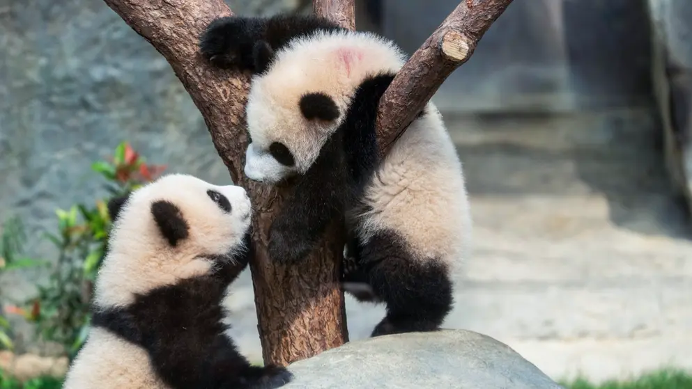 These Cutest 'Elder Sister' and 'Little Brother' Are Looking For Names