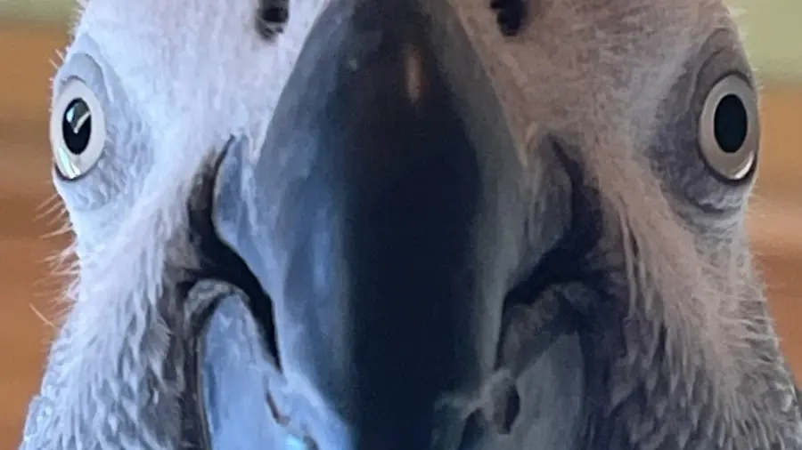 Apollo, the record- breaking parrot