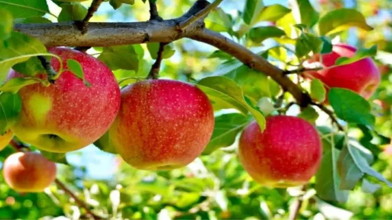 Apple: सुबह-सुबह रोज खाली पेट 1 सेब खाकर देखिए, जल्द दिखेगा सेहत पर असर, नहीं फटकेंगी कई बीमारियां apple benefits on empty stomach