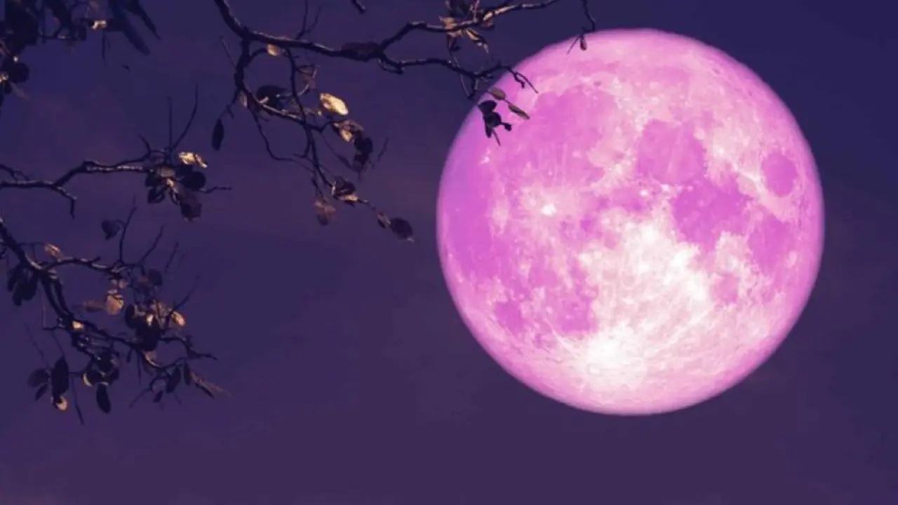 April Pink Moon 2025: A Rare Micromoon Named After Wild Flower to Grace the Skies April Pink Moon 2025