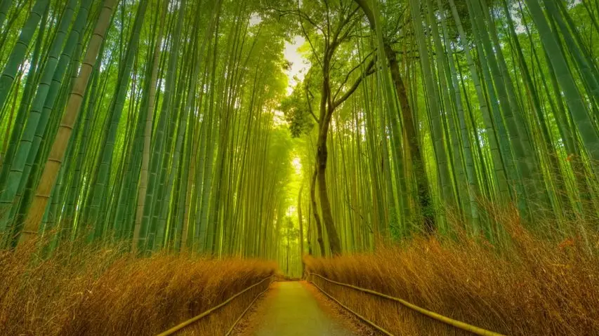 Monsson Travel: Why Japan Should Be On Your Bucket List This Season Places to surely visit in Japan this monsoon season