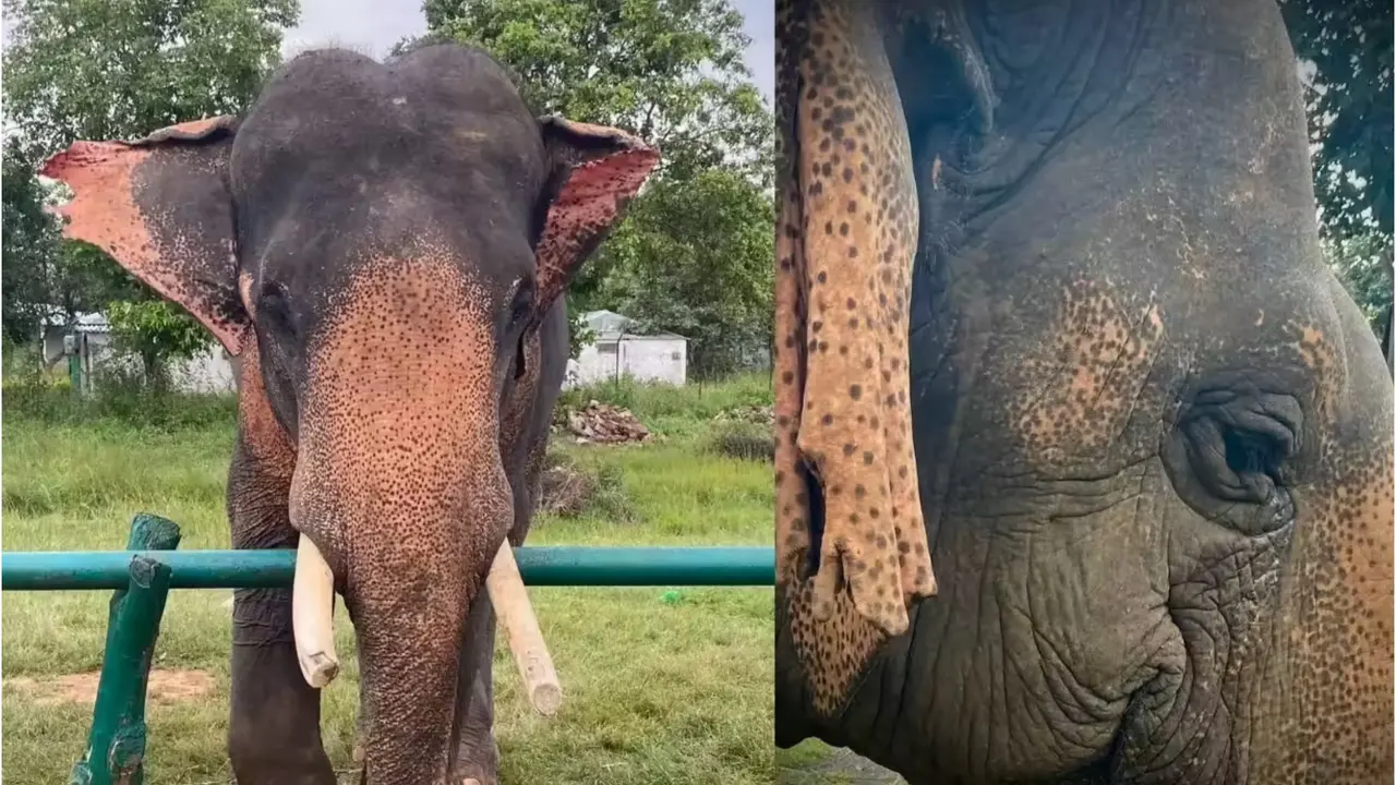 Asia’s Oldest Elephant Vatsala