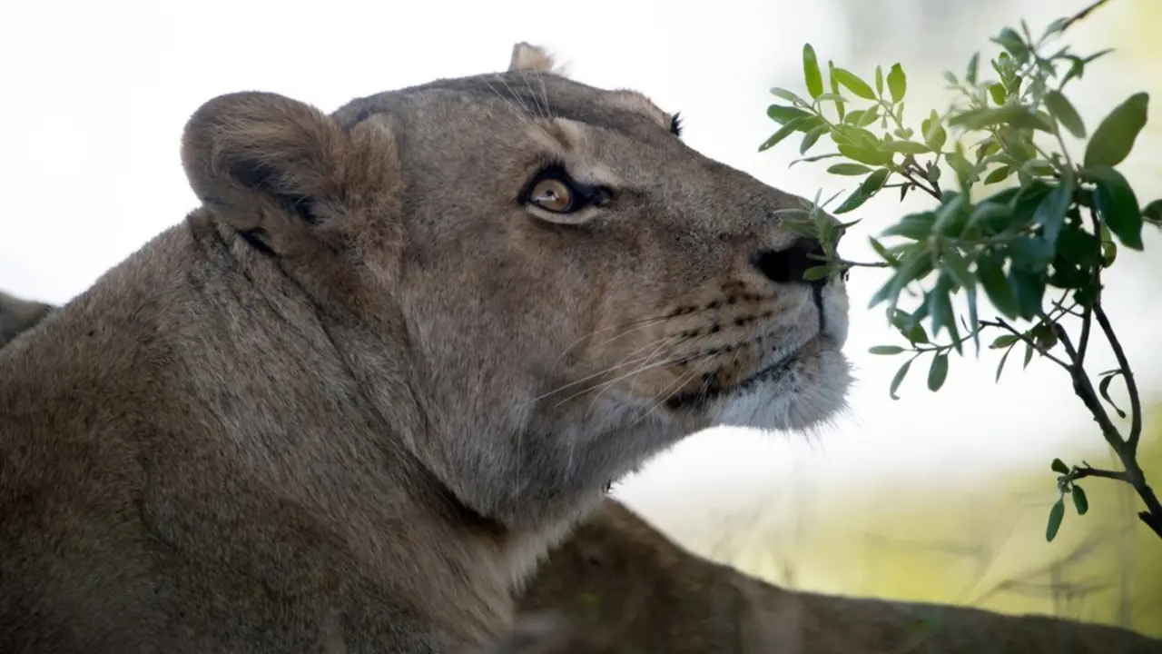 Asiatic Lion Deaths Surge by 41% in 2 Years