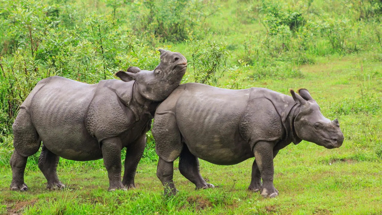 Assam: Rhino kills 56-year-old man near Kaziranga