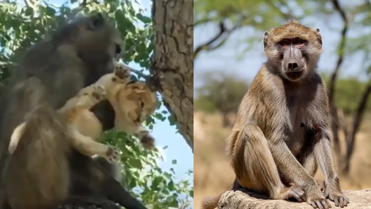 Baboon-with-lion-cub