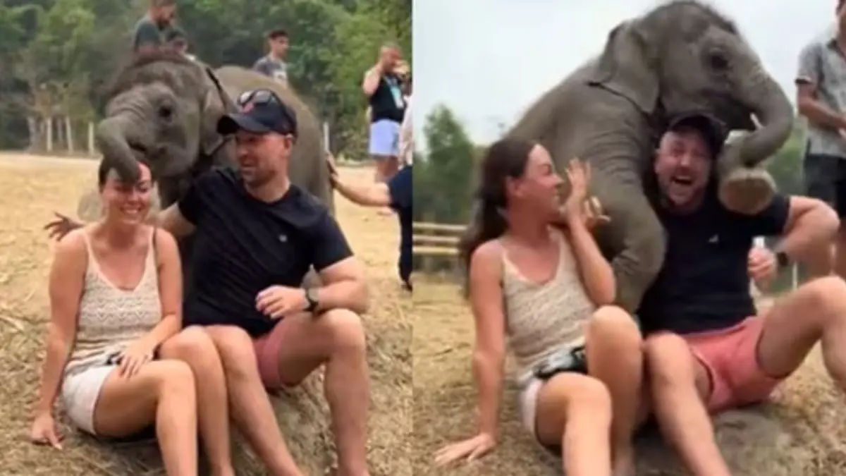 Baby Elephant Gives People A Gentle Hug, Internet Shows Jumbo Love