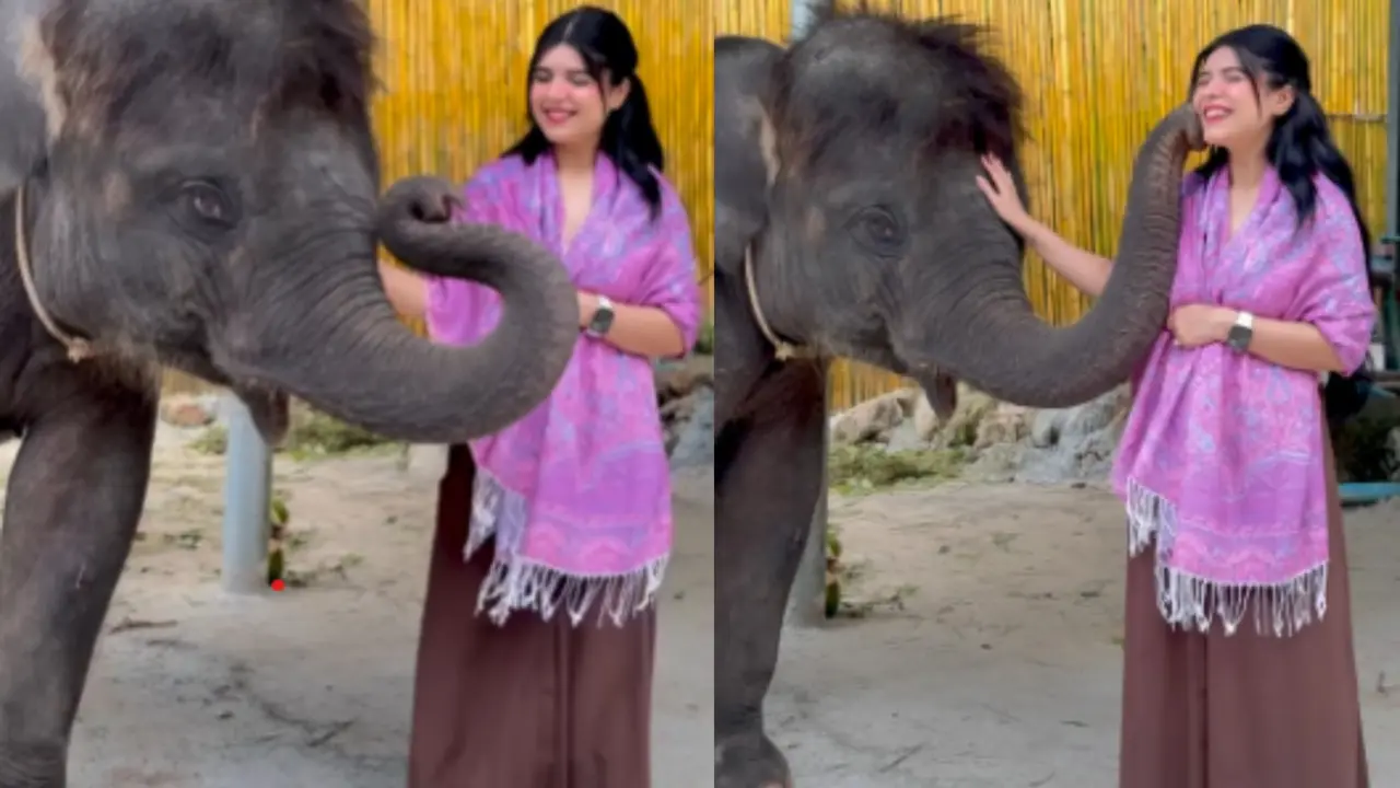 Baby elephant kissed visitor.