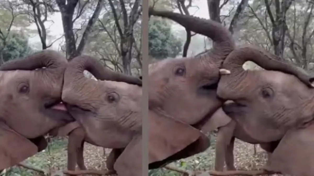 Baby elephants give each other the sweetest kiss: "Natural, wild sibling love"