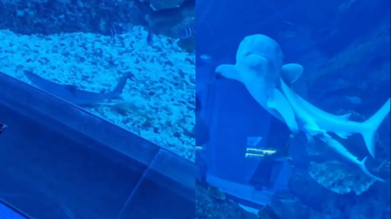 Baby Shark Born Live at Dubai Aquarium