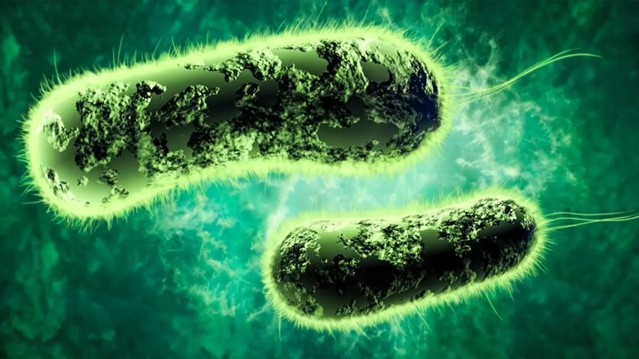 Kerala Reports First Shigella Death: What Is the Infection, Who Is at Risk, and When Should You Seek Medical Help? Kerala Reports First Shigella Death: What Is the Infection, Who Is at Risk, and When Should You Seek Medical Help?