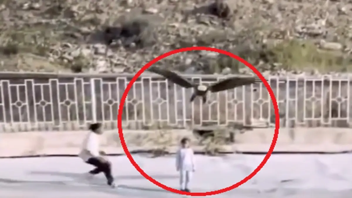 Bald Eagle Makes a Move on Child in Iran, Bystander Saves Her in the Nick of Time