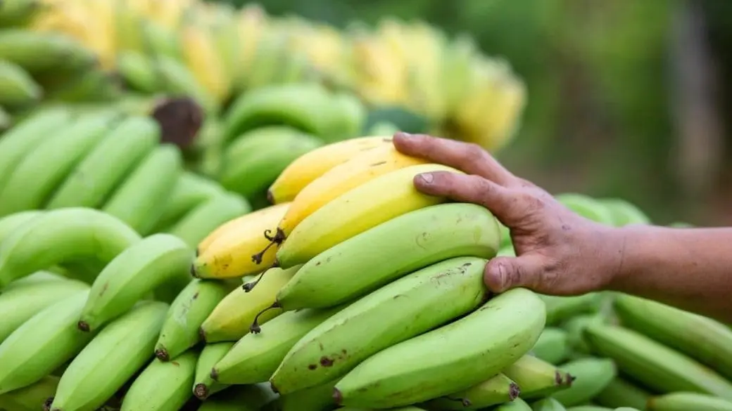 Is Eating Bananas Safe for Diabetes? Know How It Impacts Your Blood Sugar Level Diabetes Feel Safe Eating Bananas? Know How It Affects Blood Sugar Level