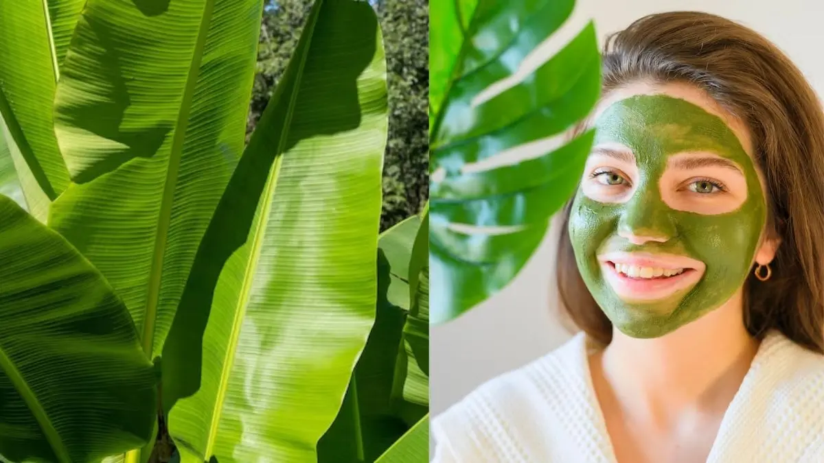 Banana Leaf For Face