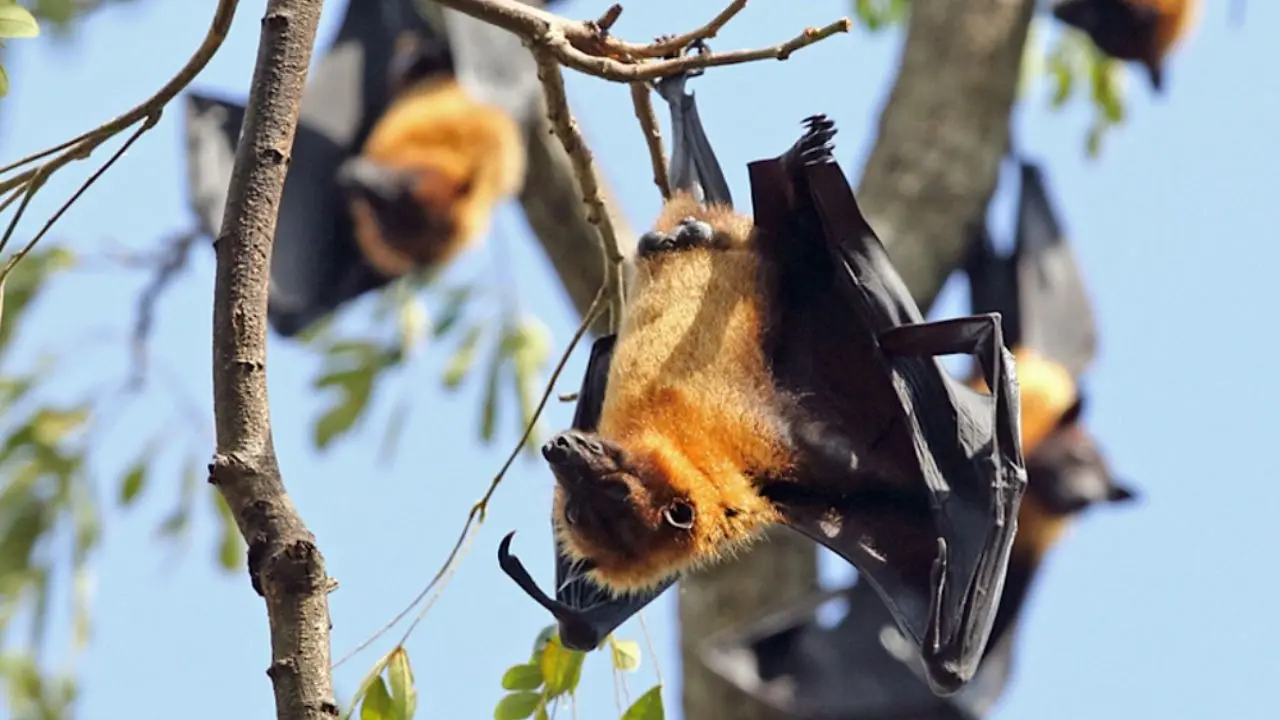Hidden Virus Found: भारत के इस पड़ोसी देश में मिला नया चमगादड़ वाला खतरनाक वायरस, निपाह से मिलता-जुलता है लक्षण; वैज्ञानिकों ने दी चेतावनी Bat Virus PRV Emerges In Bangladesh, Should India Be Worried?