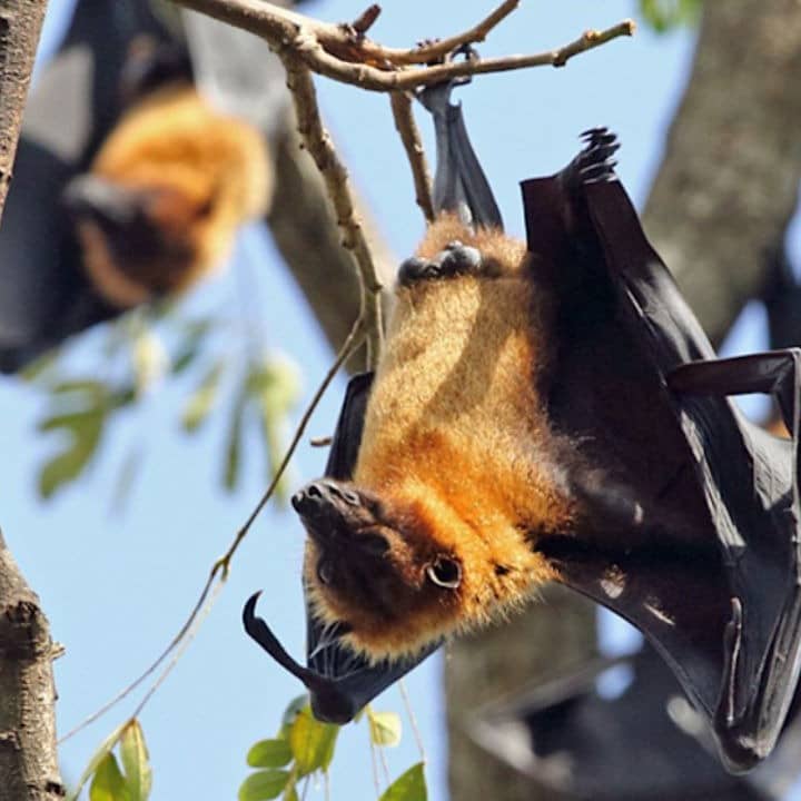 Bat Virus PRV Emerges In Bangladesh, Should India Be Worried?