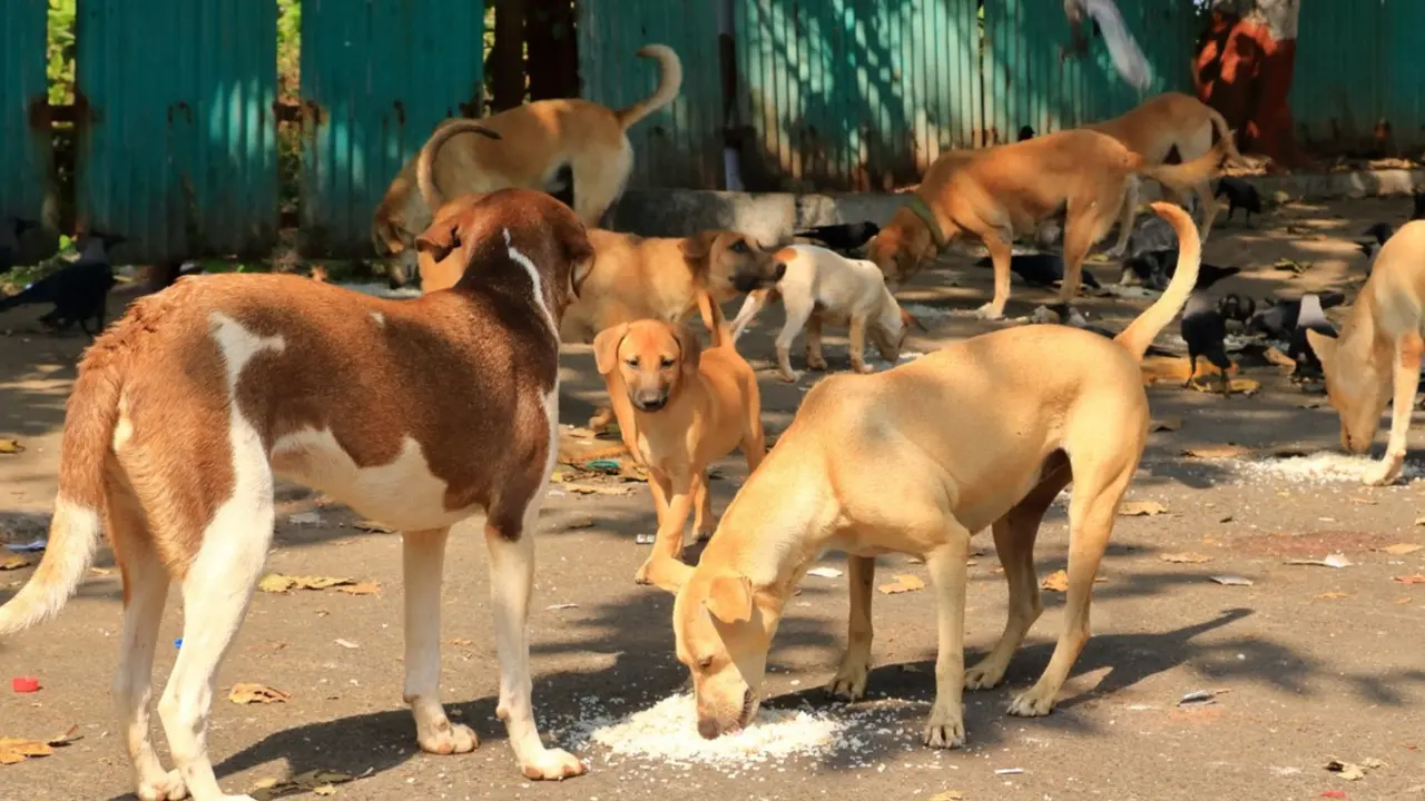 delhi stray dogs